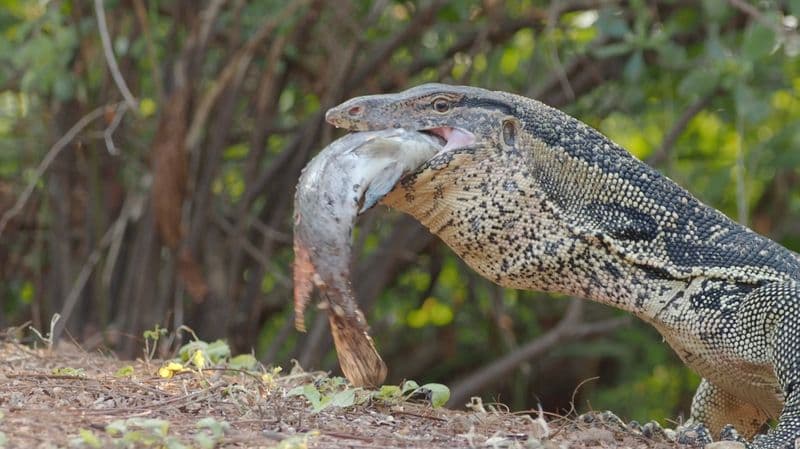 ตัวเงินตัวทองกินเหยื่อ